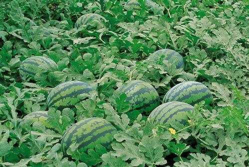 黑料吃瓜群入口,一场网络八卦盛宴的幕后真相